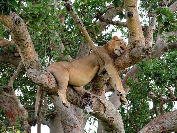 How to Photograph Tree Climbing Lions in Ishasha