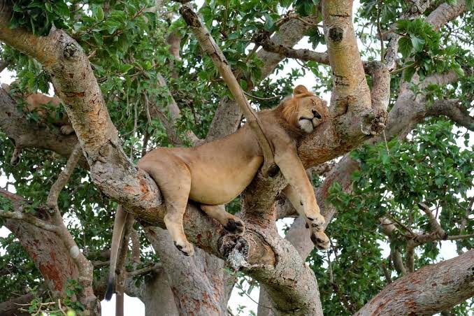 How to Photograph Tree-Climbing Lions in Ishasha