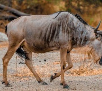 How to Run a Wildlife Bet With Your Group on Safari