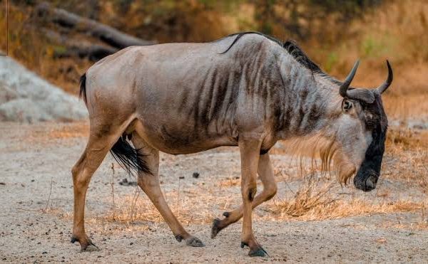How to Run a Wildlife Bet With Your Group on Safari