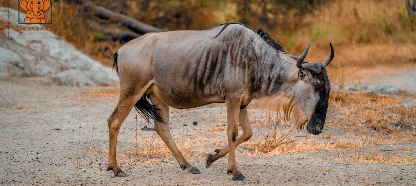 How to Run a Wildlife Bet With Your Group on Safari