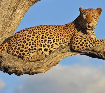 How to Spot a Leopard in a Tree: Eight Tricks Guides Use