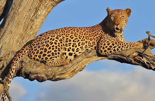 How to Spot a Leopard in a Tree: Eight Tricks Guides Use