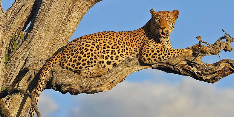 How to Spot a Leopard in a Tree: Eight Tricks Guides Use