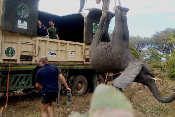 Human Wildlife Conflict: Elephants, Crops and Community Solutions