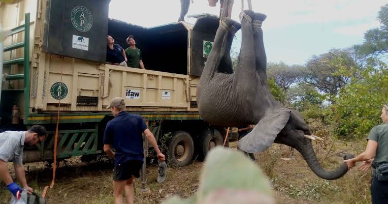 Human Wildlife Conflict: Elephants, Crops and Community Solutions