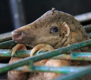 Illegal Wildlife Trade: What Travellers Should Never Buy