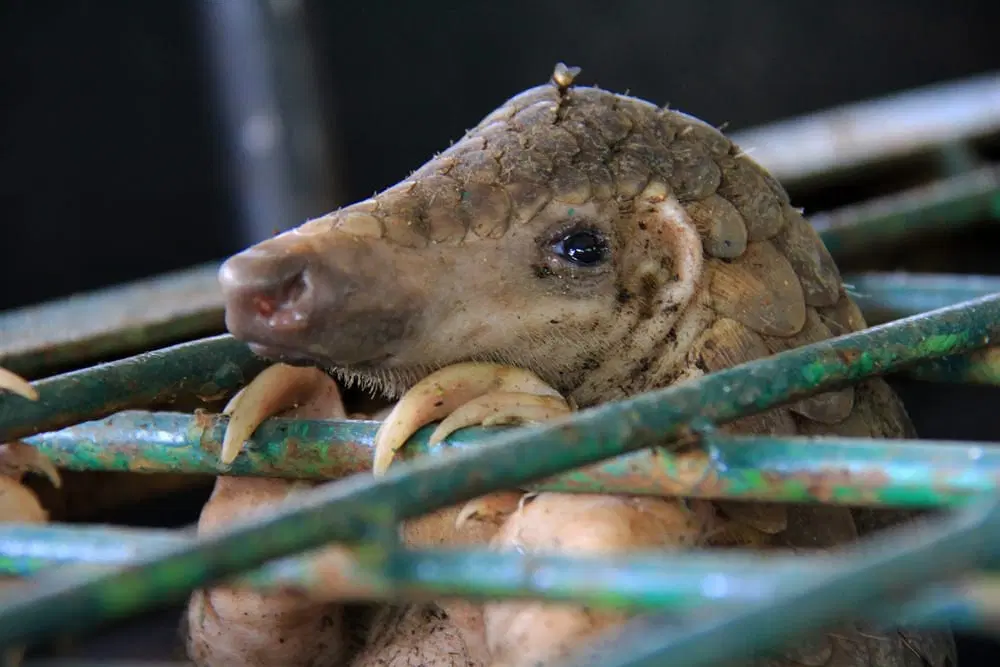 Illegal Wildlife Trade: What Travellers Should Never Buy