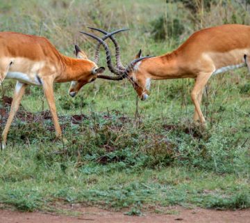 Impalas Explained: Why They Are Everywhere and What Rutting Looks Like