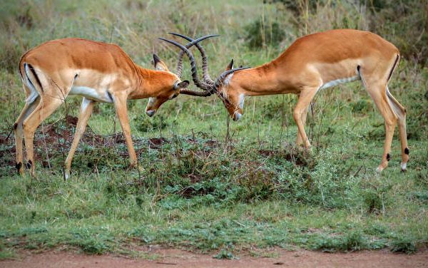Impalas Explained: Why They Are Everywhere and What Rutting Looks Like