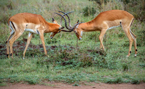 Impalas Explained: Why They Are Everywhere and What Rutting Looks Like