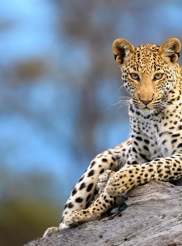 Introvert Friendly Safaris: Quiet Camps and Private Guiding