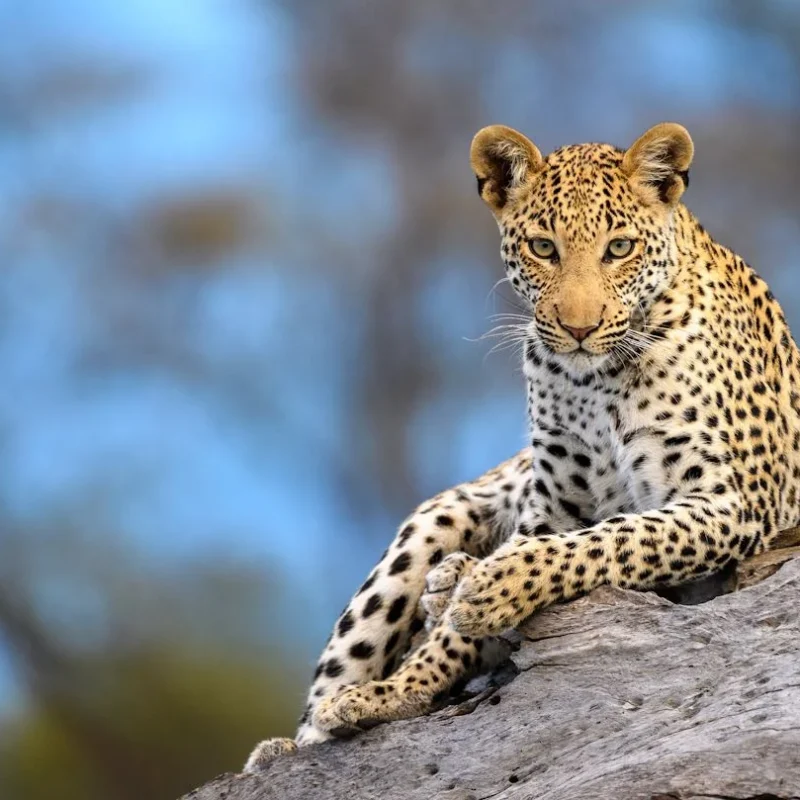Introvert-Friendly Safaris: Quiet Camps and Private Guiding