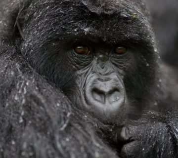 Is It Worth Visiting Uganda in the Rainy Season For Safaris 360x320