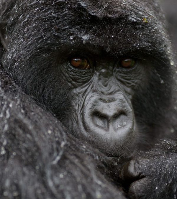 Is It Worth Visiting Uganda in the Rainy Season For Safaris 600x675