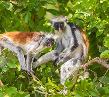 Jozani Forest: Zanzibar Red Colobus Monkeys Up Close