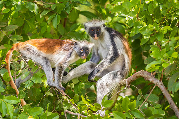 Jozani Forest: Zanzibar Red Colobus Monkeys Up Close