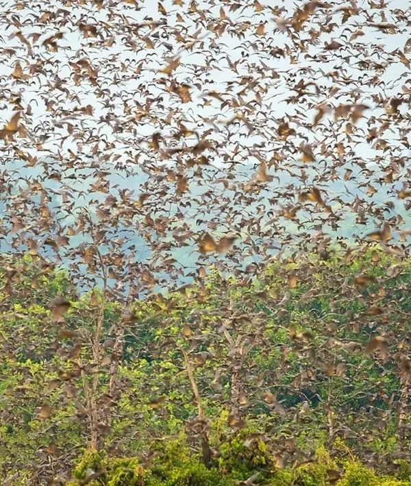 Kasanka Bat Migration: Africa's Largest Mammal Gathering