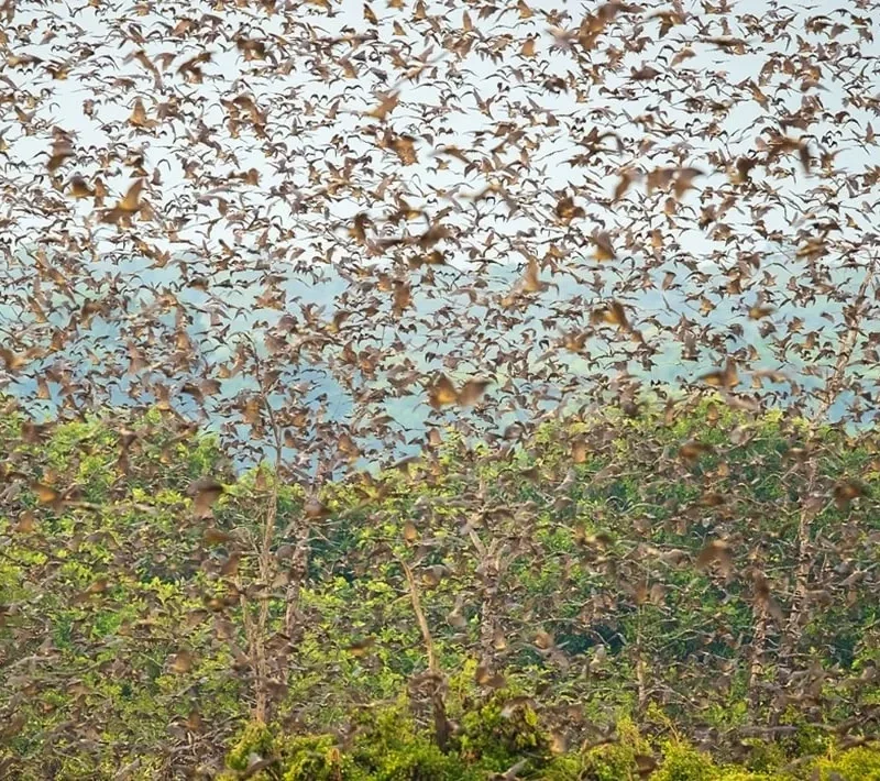 Kasanka Bat Migration: Africa's Largest Mammal Gathering