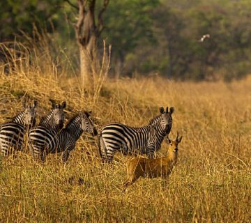 Katavi National Park: Hippo Pools and Buffalo Herds in Western Tanzania