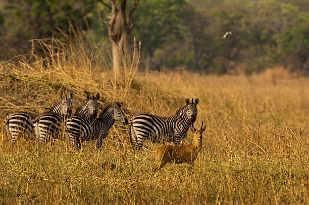 Katavi National Park: Hippo Pools and Buffalo Herds in Western Tanzania