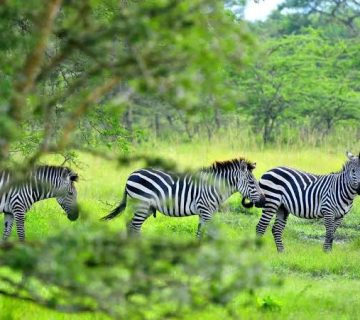 Katonga Wildlife Reserve