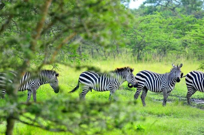 Katonga Wildlife Reserve