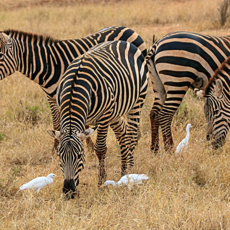 Kenya Safari Circuits Explained: Southern, Northern and Coastal Routes
