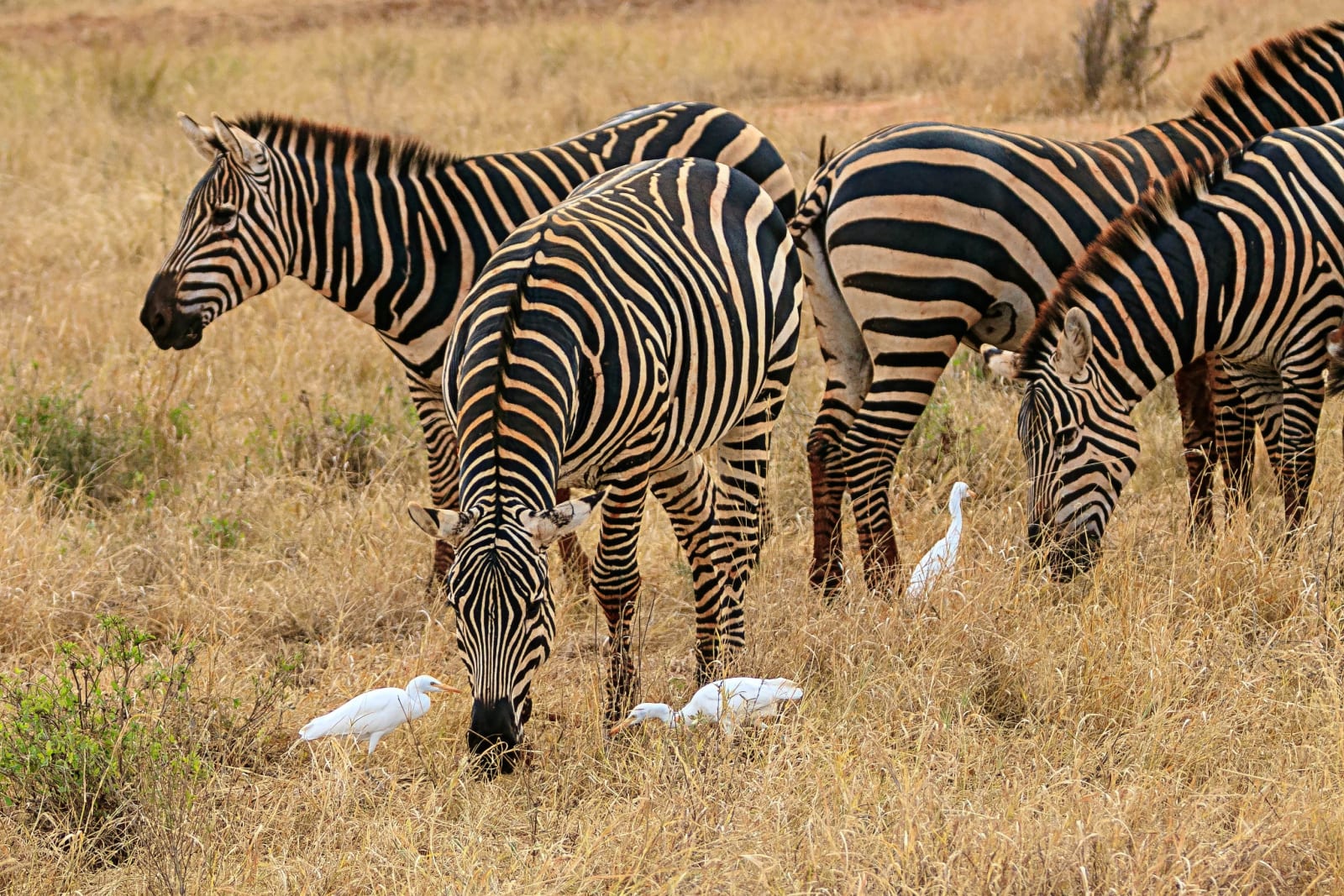 Kenya Safari Circuits Explained: Southern, Northern and Coastal Routes