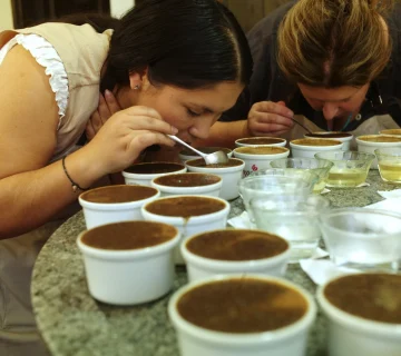 Kenyan Coffee Auctions and Nairobi Cupping Rooms