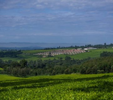 Kericho Tea Estates: Watching Pickers at Work