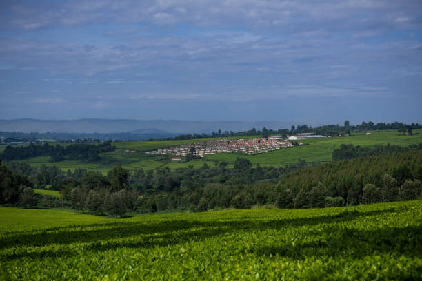 Kericho Tea Estates: Watching Pickers at Work