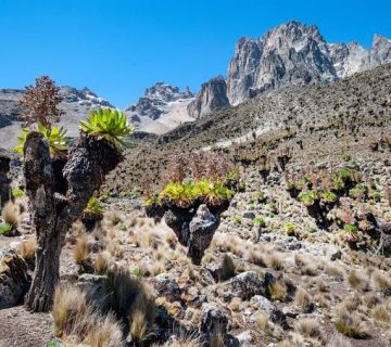 Kilimanjaro vs Mount Kenya 360x320
