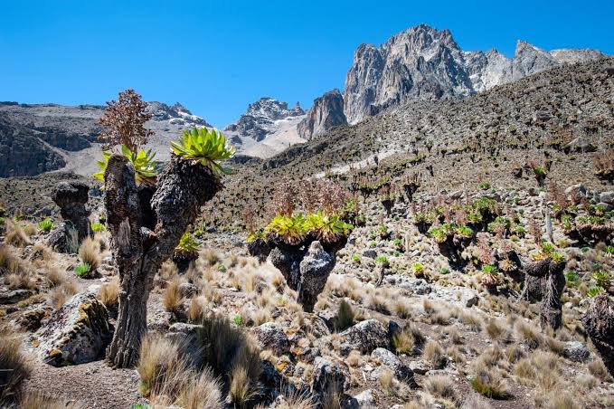 Kilimanjaro vs Mount Kenya