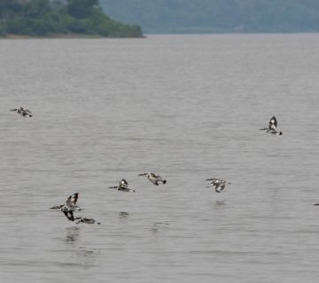 Kingfishers on the Kazinga Channel
