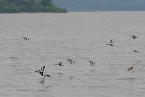 Kingfishers on the Kazinga Channel