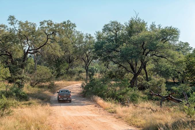 Kruger National Park Self Drive: A Beginner's Guide