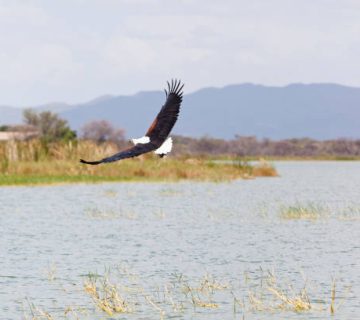 Lake Baringo: Boat Trips, Hippos and Fish Eagles in the Rift Valley