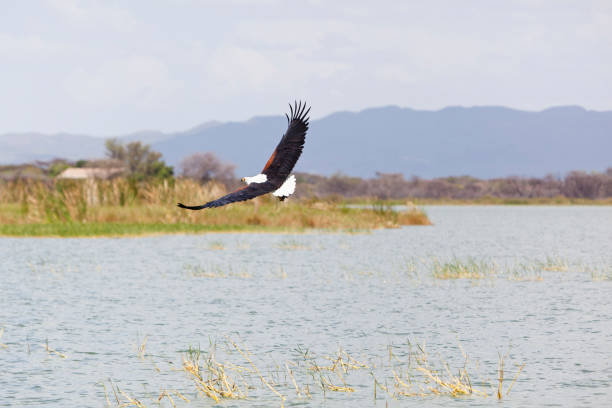 Lake Baringo: Boat Trips, Hippos and Fish Eagles in the Rift Valley
