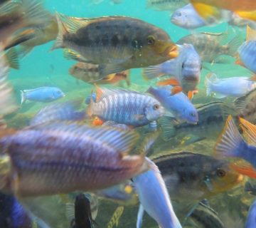 Lake Malawi: Snorkelling With Cichlids at Cape Maclear