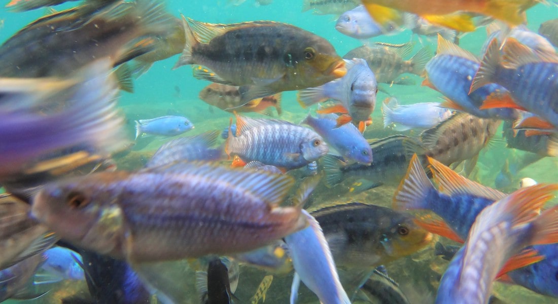 Lake Malawi: Snorkelling With Cichlids at Cape Maclear