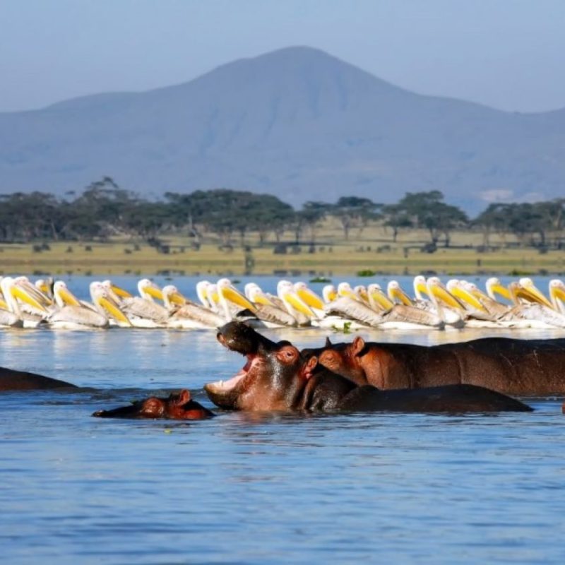 Lake Naivasha11