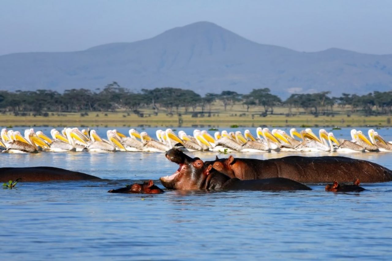 Lake Naivasha11