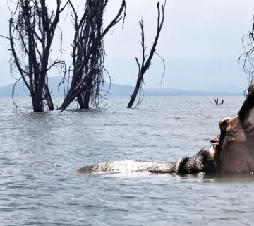 Lake Naivasha12 360x320