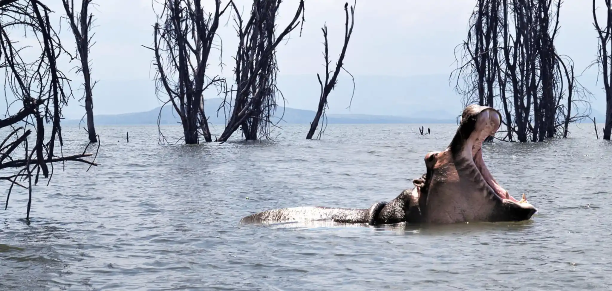 Lake Naivasha12