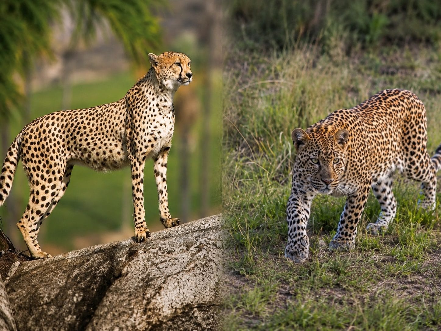 Leopard or Cheetah? Five Quick Ways to Tell