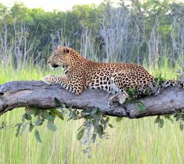 How Guides Predict a Leopard's Location From Alarm Calls