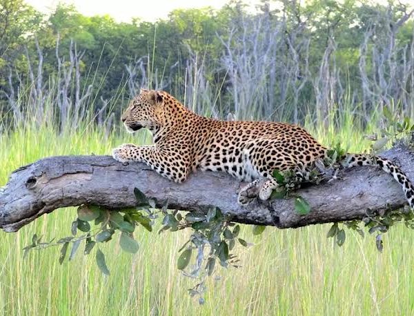 Leopards of East Africa: How to Improve Your Chances of a Sighting