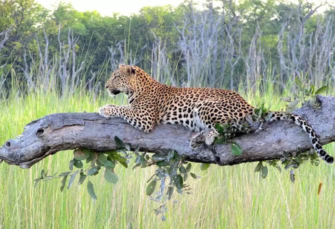 Leopards of East Africa: How to Improve Your Chances of a Sighting