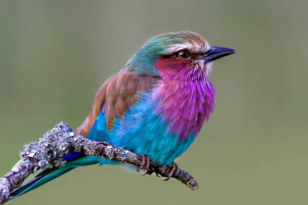 Lilac Breasted Roller